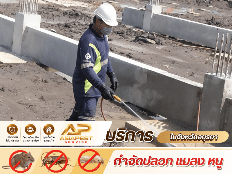 กำจัดปลวก แมลง และหนู ครอบคลุมพื้นที่อยุธยา กำจัดปลวก แมลง และหนู ครอบคลุมพื้นที่อยุธยา