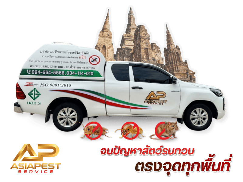 ให้บริการ Pest Control อยุธยา ดูแลกำจัดปลวก แมลง และหนูแบบครบวงจร